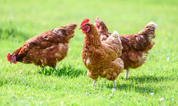China: first case of bird flu