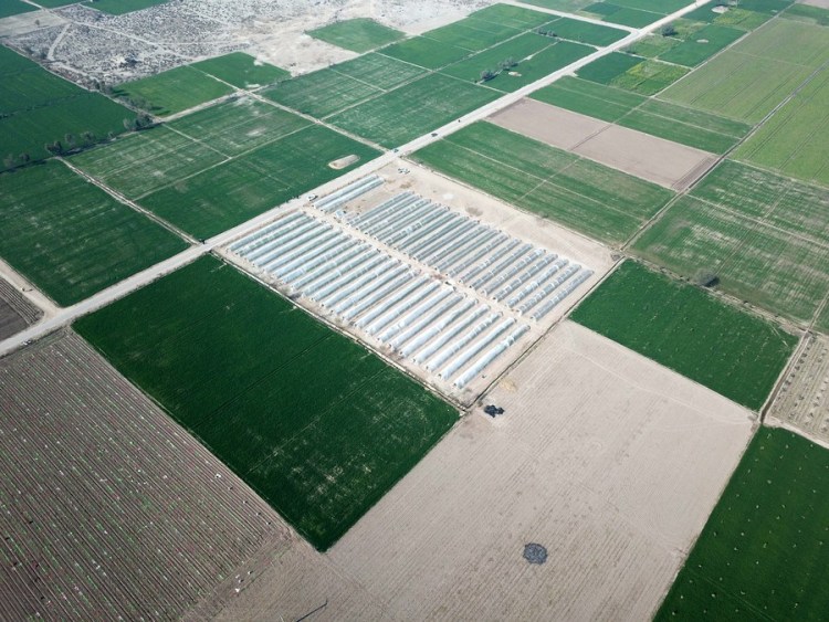 Pakistan China red chilli project