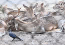 Deer At Karachi Zoo With Broken Antlers (1)