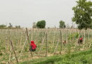 Climate Smart Irrigation Driving Economic Gains For Women And Water Conservation