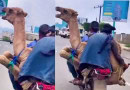 Watch Camel Transported On Bike In Shocking Viral Video