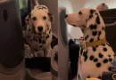 Dalmatian Dog Becomes Social Media Sensation After Enjoying Luxury Flight In Business Class