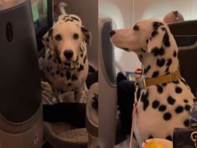 Dalmatian Dog Becomes Social Media Sensation After Enjoying Luxury Flight In Business Class