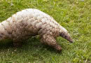 Immediate Action Urged To Save Endangered Pangolins In Pakistan