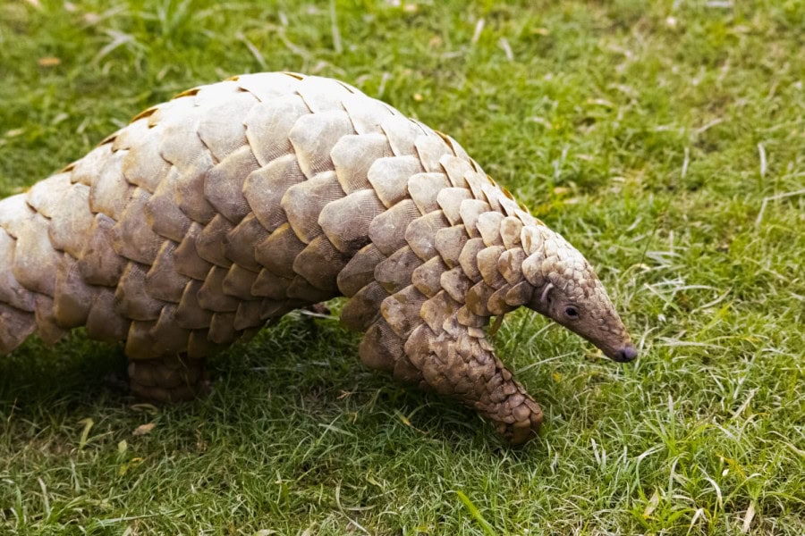 Immediate Action Urged To Save Endangered Pangolins In Pakistan