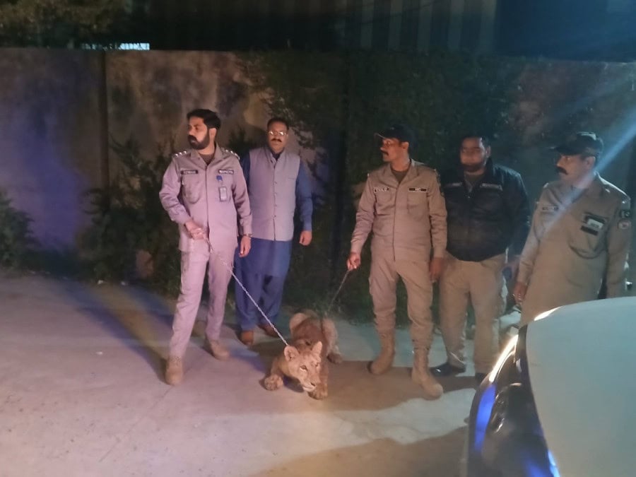 How Punjab Wildlife Dept Conducted Operation In Lahores Iqbal Town For Lion