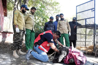 Ramazans First Day Brings Much Delayed Relief For Severely Abused Bear