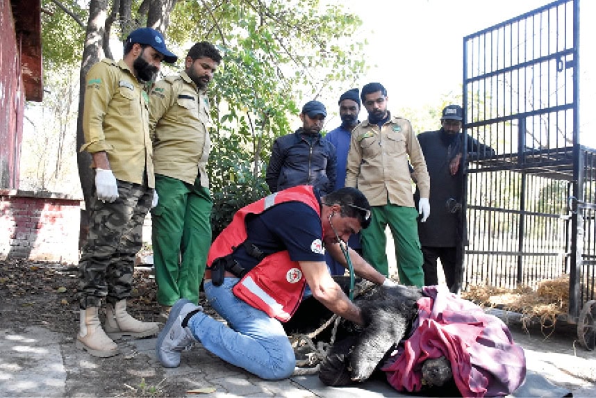 Ramazans First Day Brings Much Delayed Relief For Severely Abused Bear