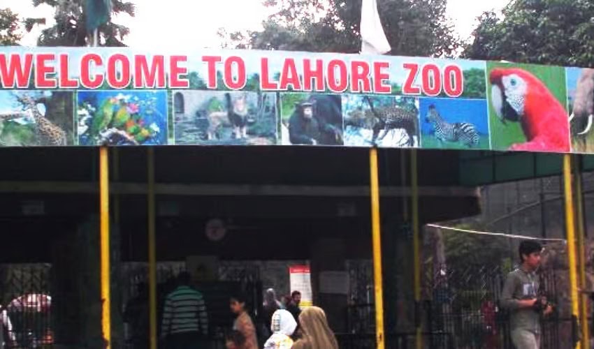 Update On Lahore Zoo Safari Park Ahead Of Eidul Fitr 2025