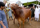 Eidul Adha 2025 In Pakistan And Uae Whats The Predictions Say