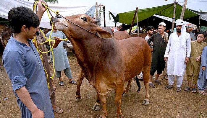 Eidul Adha 2025 In Pakistan And Uae Whats The Predictions Say