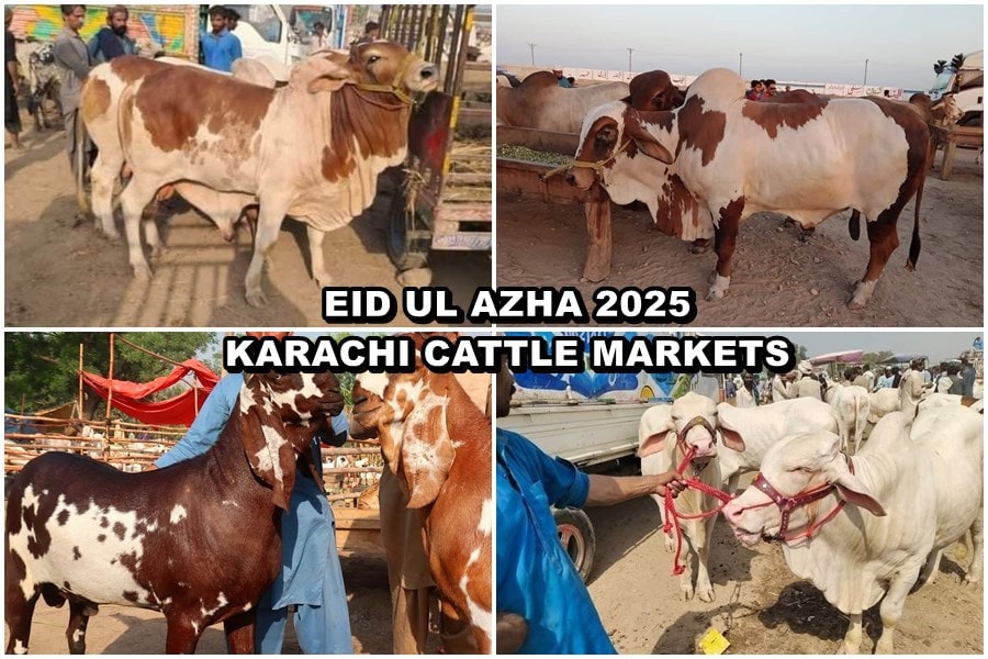 Karachi Maweshi Mandi Locations Unveiled For Eidul Azha 2025 Full List Here