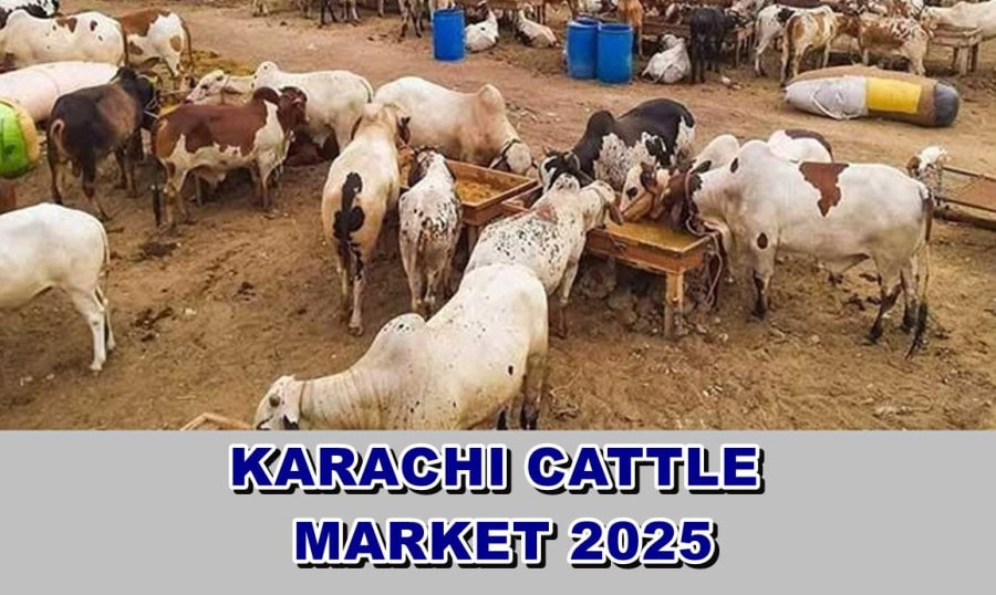 Karachis Eid Ul Azha 2025 Cattle Market Locations And Dates Revealed Full Details Here