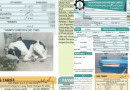 Dogs Picture In Place Of Meter Reading On Sui Gas Bill Sends Social Media Abuzz