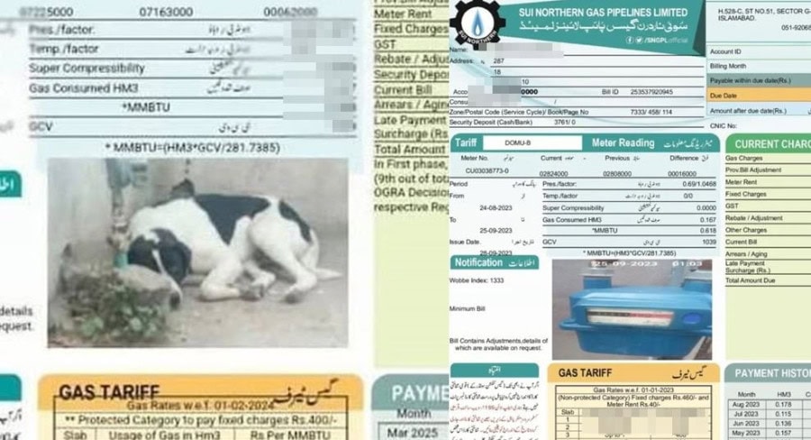 Dogs Picture In Place Of Meter Reading On Sui Gas Bill Sends Social Media Abuzz