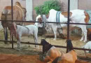 Islamabad Eidul Azha 2025 Cattle Market Locations Announced