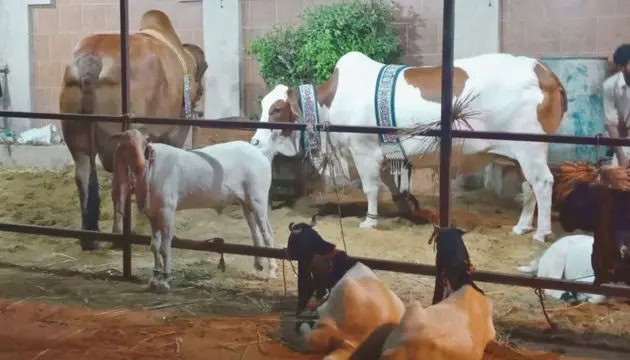 Islamabad Eidul Azha 2025 Cattle Market Locations Announced