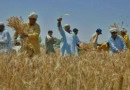 Punjab Partners With Pmex To Launch Digital Wheat Trading Via Ewr System