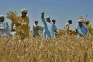 Punjab Partners With Pmex To Launch Digital Wheat Trading Via Ewr System