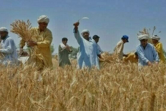 Punjab Partners With Pmex To Launch Digital Wheat Trading Via Ewr System