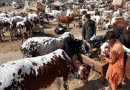 Qurbani 2025 Bakra Cow And Camel Rates In Pakistan Eid Ul Azha Animal Prices