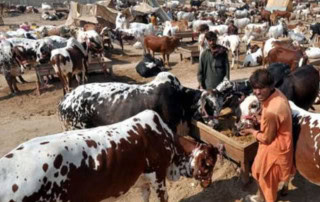 Qurbani 2025 Bakra Cow And Camel Rates In Pakistan Eid Ul Azha Animal Prices