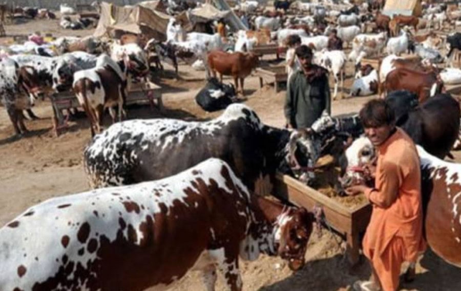 Qurbani 2025 Bakra Cow And Camel Rates In Pakistan Eid Ul Azha Animal Prices