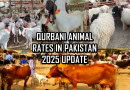 Qurbani 2025 Bakra Cow And Camel Rates In Pakistan Eid Ul Azha Animal Prices