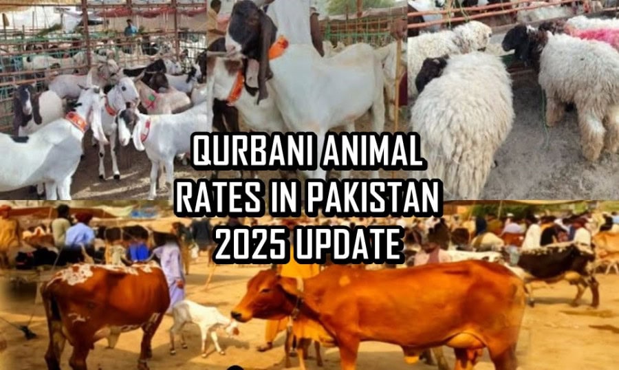 Qurbani 2025 Bakra Cow And Camel Rates In Pakistan Eid Ul Azha Animal Prices