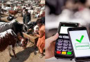 Sbp Promotes Digital Payments In Cattle Markets