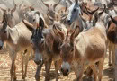 Pakistans Donkey Population Tops 6 Million Amid Livestock Growth