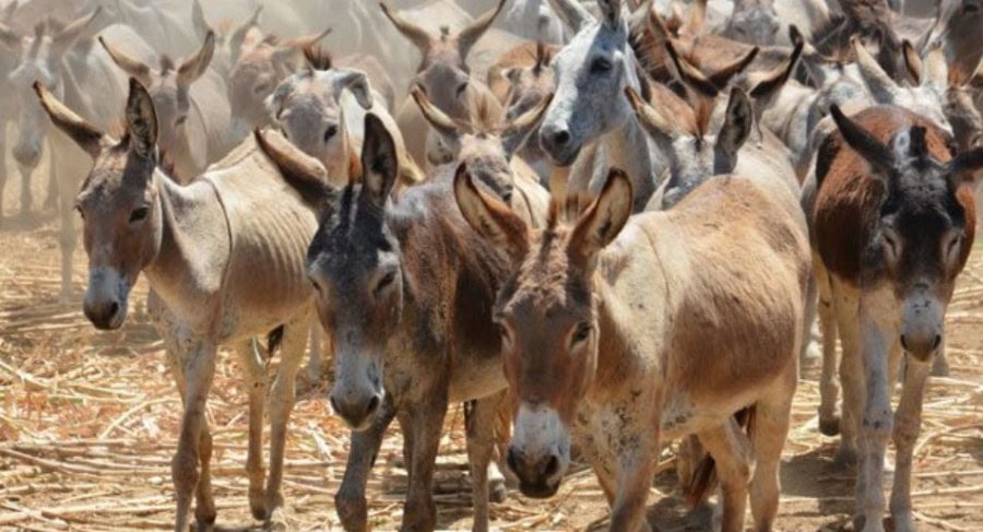 Pakistans Donkey Population Tops 6 Million Amid Livestock Growth