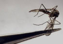 Sindh Seeks Who Support To Combat Mosquito Borne Diseases Amid Monsoon Season