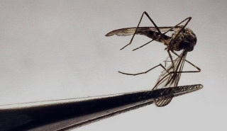 Sindh Seeks Who Support To Combat Mosquito Borne Diseases Amid Monsoon Season