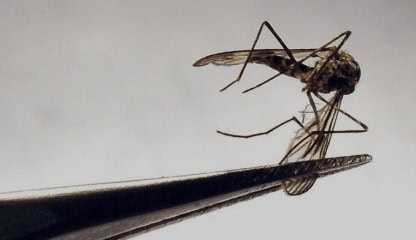 Sindh Seeks Who Support To Combat Mosquito Borne Diseases Amid Monsoon Season