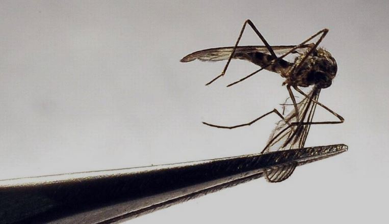 Sindh Seeks Who Support To Combat Mosquito Borne Diseases Amid Monsoon Season