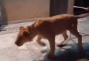 Viral Video Sparks Alarm Over Pet Lions In Pakistan