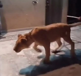 Viral Video Sparks Alarm Over Pet Lions In Pakistan