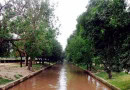 Nespak Completes Geo Tagging Of Trees Along Lahore Canal