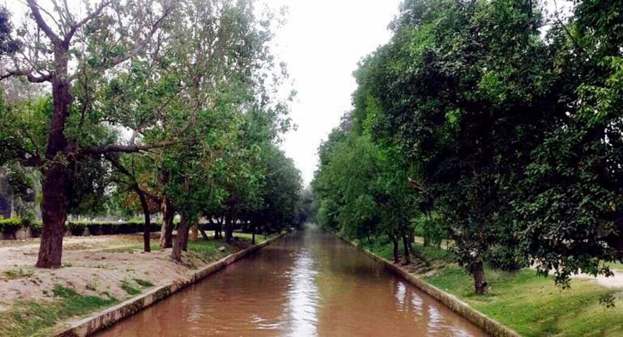 Nespak Completes Geo Tagging Of Trees Along Lahore Canal