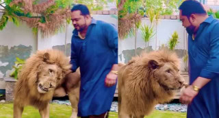 Punjab Cracks Down On Illegal Lion Owners As Pet Lion Mauls Locals In Lahore