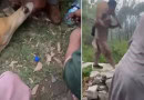 Rare Deer Slaughtered In Islamabads Margalla Hills Prompting Police Action