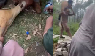 Rare Deer Slaughtered In Islamabads Margalla Hills Prompting Police Action