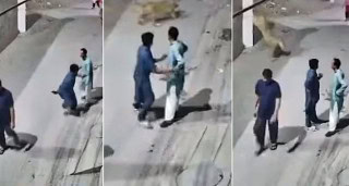 Rs5lac Compensation Announced For Lion Attack Victims Amid Crackdown
