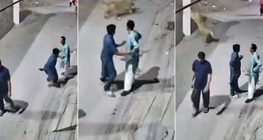 Rs5lac Compensation Announced For Lion Attack Victims Amid Crackdown
