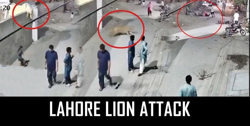 Shocking Video Shows Pet Lion Attacking Children Women In Lahore