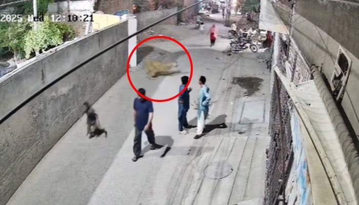 Two Children Among 3 Injured In Lion Attack In Lahore
